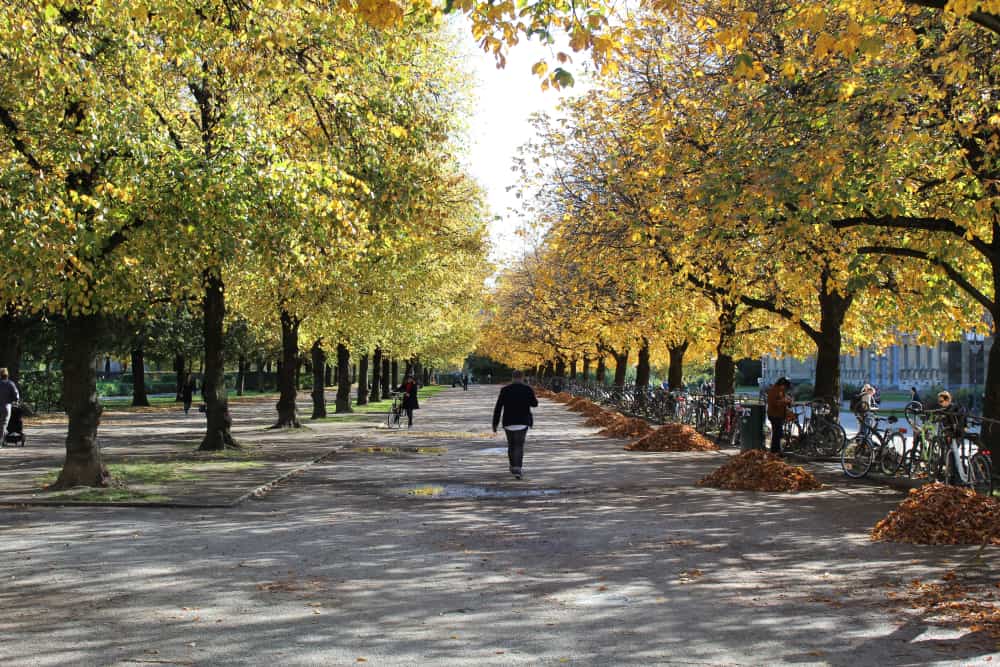Spaziergang in München im Herbst zwischen Bäumen