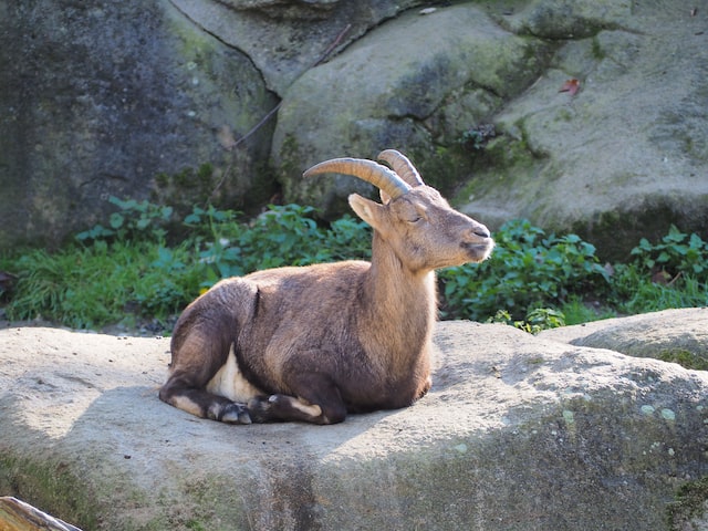 goat relaxing in the sun in the Zoo Hellabrunn in Munich